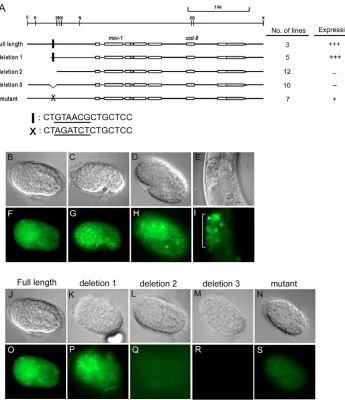 Fig. 7. A deletion analysis