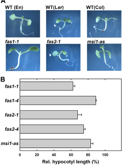 Fig. 1. Development of CAF-1 mutant seedlings. (A) Representative9-day-old light-grown seedlings of CAF-1 mutants and theircorresponding wild types