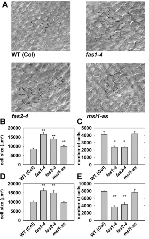 Fig. 4. Leaf development in CAF-1 mutants. (Asterisks indicate rosette leaves. (C) Epidermal cell number of the ﬁrst and second rosetteleaf
