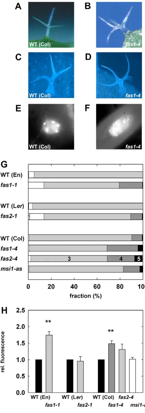 Fig. 5. Trichome differentiation in CAF-1 mutants. (A,B) Trichomesfrom leaves of wild-type (Col) plants usually have three branches (A),whereas trichomes on fas1-4 leaves develop up to six branches (B).(C-F) Trichomes of wild-type (Col) and fas1-4 plants a