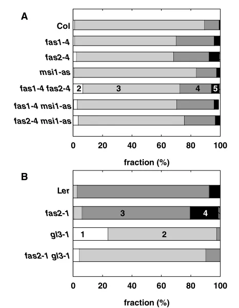 Fig. 6. Epistasis analysis of CAF-1 function for trichomebranching.quantiﬁed for all trichomes on the ﬁrst two rosette leaves of at least sixplants per experiment