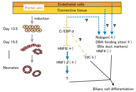 Fig. 10. Bile duct development and C/EBP�. The portal environmentinduces suppression of C/EBP� expression, which leads todownregulation of hepatocyte-speciﬁc genes and upregulation of Hnf6and Hnf1b genes