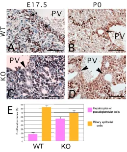 Fig. 5. Expression of cell-adhesion molecules in pseudoglandular structures of the 17.5-day knockout liver