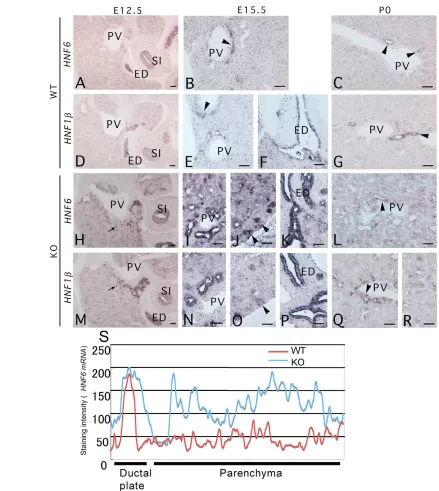 Fig. 7. In situ hybridization analysis of Hnf615.5-day wild-type (red tracing) and knockout (blue tracing) livers