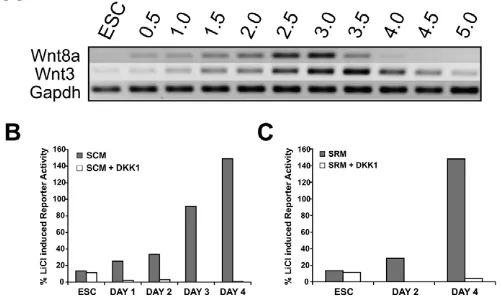 Fig. 1. Activation of canonical Wnt signaling during early ES cellTOPFlash transfected cells in B were differentiated inserum replacement medium alone (SRM) or with the addition of Dkk1performed on ES cells (ESC) and on ES cells differentiated in SCM forth