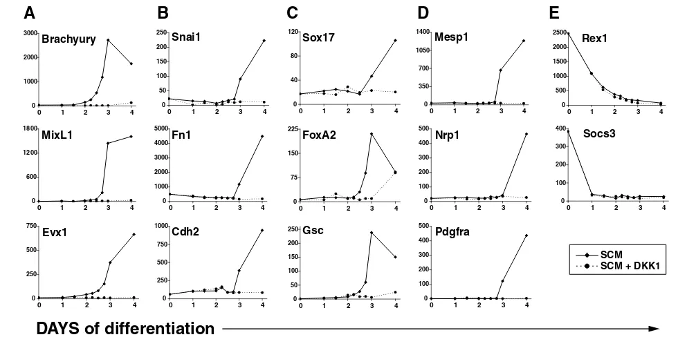 Fig. 4. Early inhibition of canonical Wnt signaling enhances long-term neuronal differentiation.SCM alone or with addition of 1and transferred to SCM without inhibitor