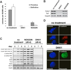 Fig. 5. Canonical Wnt signaling is required forgeneration of ES cell-derived mesoderm.cells were differentiated in SCM alone (no treatment) ortreated with either Dkk1 or Noggin/Fc for 4 days asindicated