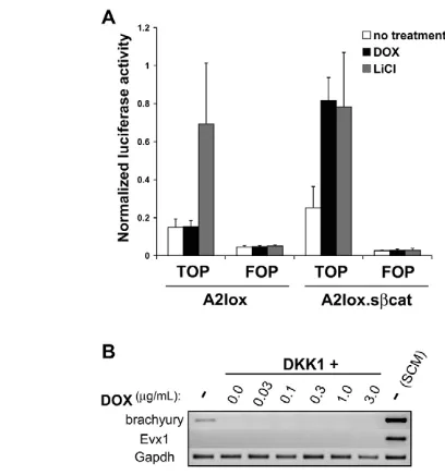 Fig. 6. Stabilized �-catenin is insufficient for induction of