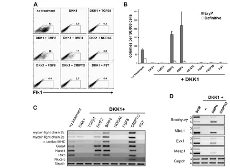 Fig. 7. Soluble factors can restore mesoderm generation in the presence of Dkk1. (SCM alone (SCM) or SCM + Dkk1 in the absence (–) or presence of Bmp4 or cripto, as indicated