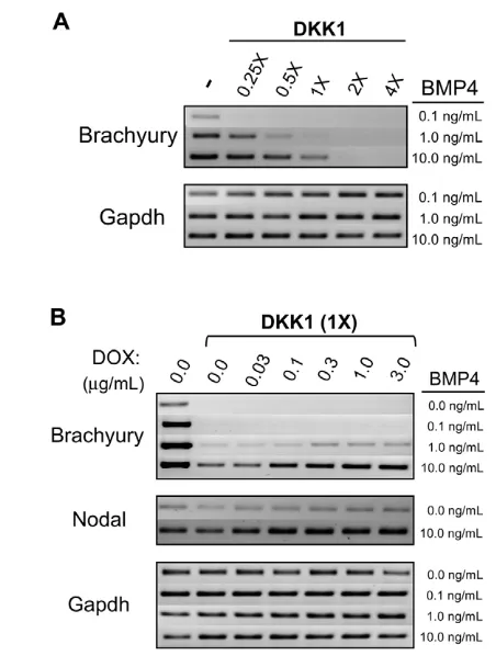 Fig. 8. Wnt and Bmp signaling act cooperatively to regulatebrachyury expression.indicated concentration of Bmp4 and/or doxycycline