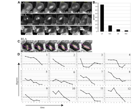 Fig. 4. Spindle alignment takes place early in the cell cycle; large angle oscillations do not occur