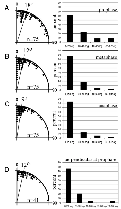 Fig. 5. Most spindles align with the long axis at prophase. Theperpendicular to the surface were measured at prophase (deviation of the spindle axis from the long axis was measured in parallel(symmetrically) dividing ﬁxed cells at different time-points dur