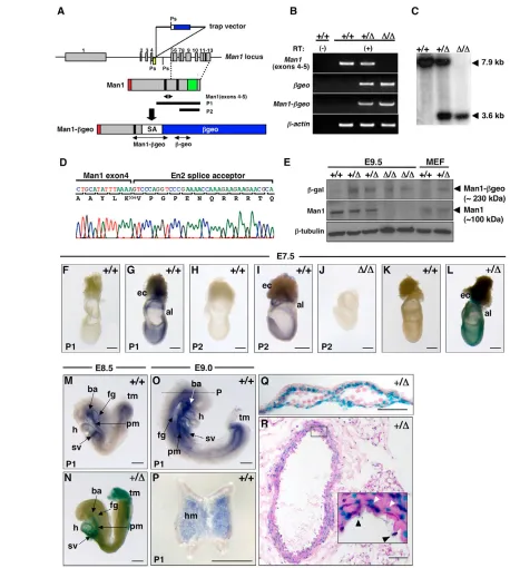 Fig. 2. Generation of Man1black arrowheads indicate endothelial cells; white arrowheads indicate VSMCs