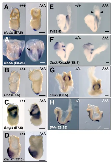 Fig. 3. Nodalwild-type and Emx2expression domain of Scale bars: 200 Otx2 expression is deregulated in Man1-deﬁcientembryos