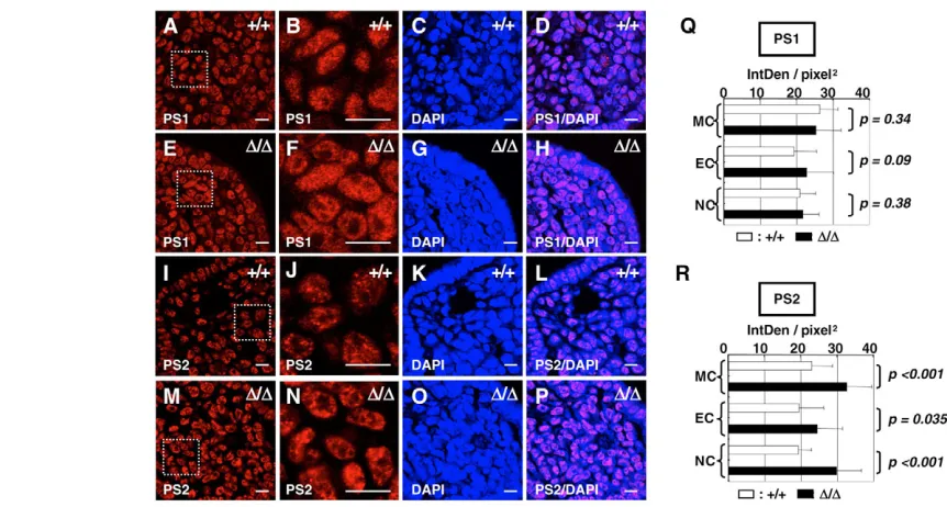 Fig. 6. Augmentation of the Smad2/3 pathway in Man1using the NIH Image-J software. Quantitative results are expressed as integrated density (IntDen)/pixeldifferences were determined using the Student’s wild-type and mutant embryos at E9.5 for phospho-Smad1