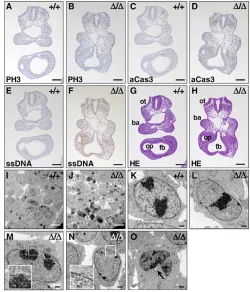 Fig. 8. Man1 is required for cell survival and normal nuclearmorphology.Eosin staining as a reference