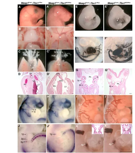 Fig. 2. Mesodermal ablation of Tbx1anti-Hoxb1 antibody revealed a normally speciﬁed, albeit slightly smaller, 4th pouch in M-ko mutants
