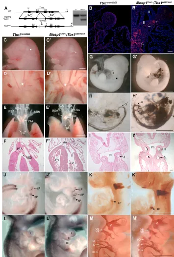 Fig. 3. Phenotypic analysis ofcompound mutants Tbx1neo2/– andconditional rescue mutantsMesp1Cre/+;Tbx1�E5/neo2