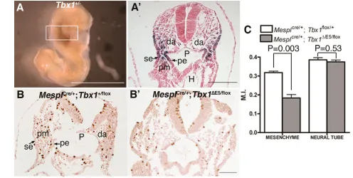 Fig. 4. Tbx1in neural tube were counted as an internal control. pharyngeal ectoderm; pm, pharyngeal mesenchyme; P, pharynx