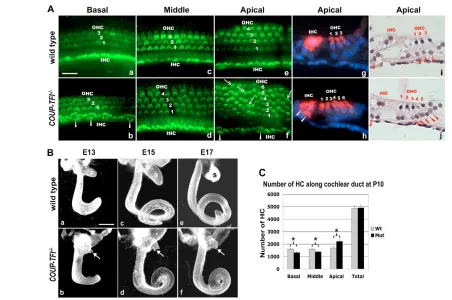 Fig. 1. COUP-TFIwith DAPI (blue). (i,j) H&E-stained sections of apical regions show individual supporting cells underlying every hair cell (arrowheads, compare j withi)
