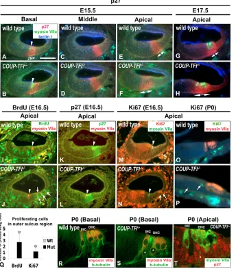 Fig. 2. COUP-TFIexhibited extra proliferating cells andectopic hair cell differentiation in thesupporting cell region.(–/– sensory epitheliumA-H) Immunoﬂuorescence detection of p27