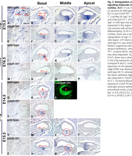 Fig. 3. Deregulation of Notchsignaling molecules in and Jag1expressed in the region where thenon-sensory cells (arrow) aredifferentiating