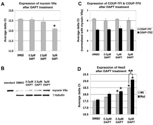 Fig. 4. DAPT treatment of cochleae in cultureinduces hair cell differentiation. DAPT, even at the highest concentration of 5 Because DAPT can induce hair cell differentiation (interms of myosin VIIa expression as shown in Fig