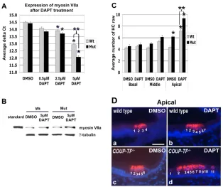 Fig. 5. Quantiﬁcation of hair cell differentiation–/– 