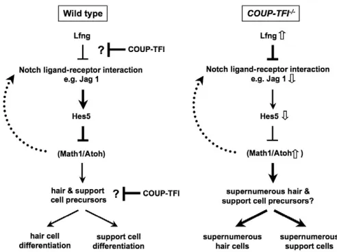 Fig. 6. A model of the functional hierarchy of COUP-TFImodulation of Notch signaling in hair cell and support celldifferentiation