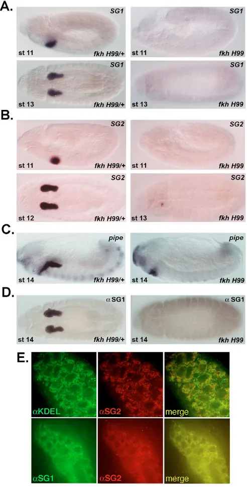 Fig. 1. Fkh regulates expression of SG1were the same in colocalized with the ER marker KDEL (green) and SG1 (green)colocalized with SG2 (red) (top and bottom panels, respectively)