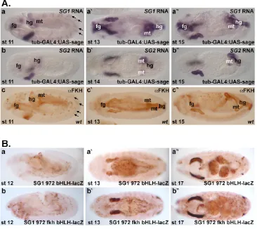 Fig. 6. SG2 is directly regulated