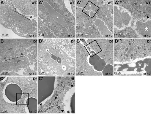 Fig. 8. Loss of SG1morphology were similar in wild-type and cells arising from opposite sides of the lumen of Df(3R)Exel6216salivary gland cells revealed uniform apical cell surfaces surrounding a relatively large lumenal space ﬁlled with ﬁbrillar matrix m