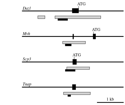 Fig. 2 demonstrates that the germ cell-speciﬁc genes Mvh, Dazl