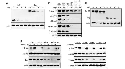 Fig. 1. Slug is an unstable protein. (encoding either Sox10 or Slug were treated with CHX at stage 8