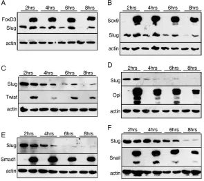 Fig. 2. Slug stability is positively regulated byactivation of the neural crest regulatory program.(A-F) Embryos were co-injected with Slug and either