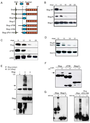 Fig. 3. Sequences within the N terminus of Slug