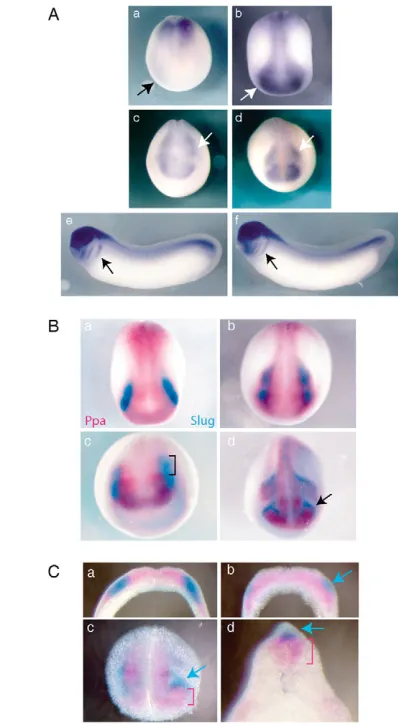 Fig. S1 in the supplementary material). F-box-containing proteins