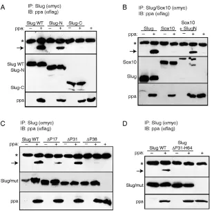Fig. 6. The N terminus of Slug binds to Ppa andcan transfer this interaction to Sox10.A