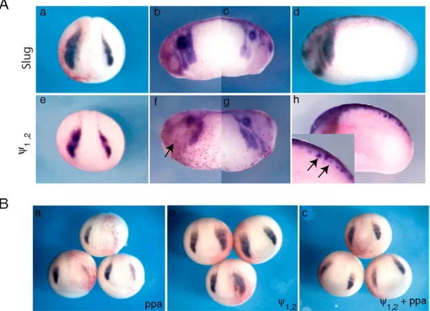 Fig. 8. A stabilized Slug mutant rescues neuralcrest formation in Ppa-injected embryos.(A) Embryos were injected with Slug (a-d) or
