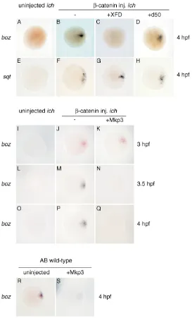 Fig. 8. FGF signaling is essential for maintenance but notinitial transcription of dependent �-catenin-induced boz RNA.(A-H) FGF signaling is essential for accumulation of �-catenin-boz, but not sqt, expression at 4 hpf