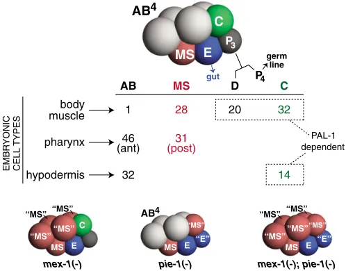 Fig. 1. Positions and fates of eight-cell stage C. elegansdiagram showing the relative positions of the wild-type ABgranddaughters (ABembryonic blastomeres in wild-type and mutant backgrounds