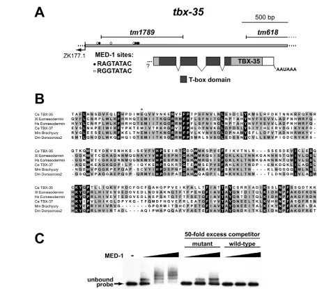 Fig. 2. The tbx-35other Tbx genes. TBX-35 is 25-28% identical (35-39% similar) to vertebrate eomesodermin, mouse brachyury, competition assays (G.B.-M., K.L., W.H