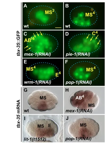 Fig. 3. Expression of tbx-35 is speciﬁc for the early MS lineage.