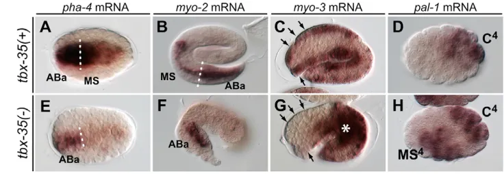 Table 1. Cell types made in mutant embryos