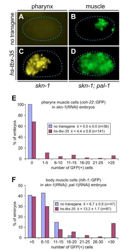 Fig. 7. Overexpression of TBX-35 is sufficient to specify pharynxand muscle fates.muscle cells (increase in body muscle cells in a (background