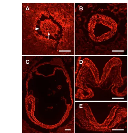 Fig. 6. Behavior of WAVE complexcomponents in protein cortactin (green) and DAPI (blue) inwild-type (J) and in E8.5 embryos, normalized to levels