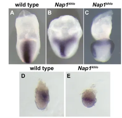 Fig. 7. Cell migration defects in Nap1with DAPI (blue) and antibodies against E-cadherin (red) to distinguishthe E-cadherin-expressing epithelial cells from E-cadherin-negativemesodermal cells