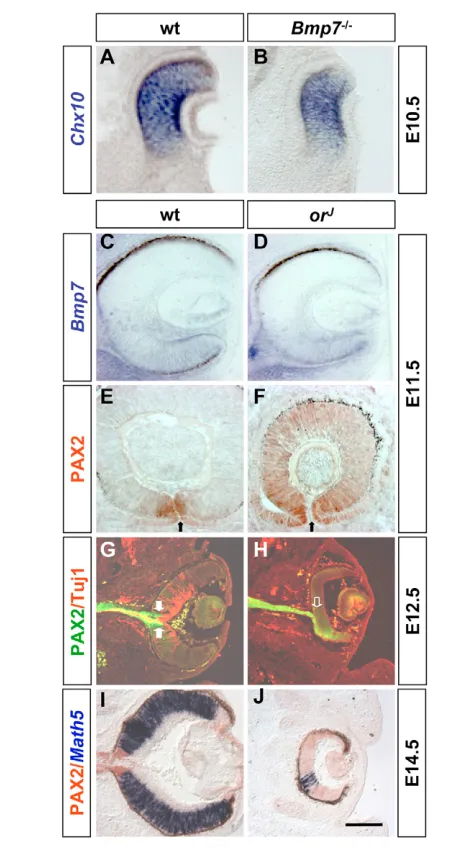 Fig. 7. BMP7 requirement for RF formation is independent ofChx10with a strong decrease in the number of with antibodies against PAX2 and TuJ1 (as indicated)