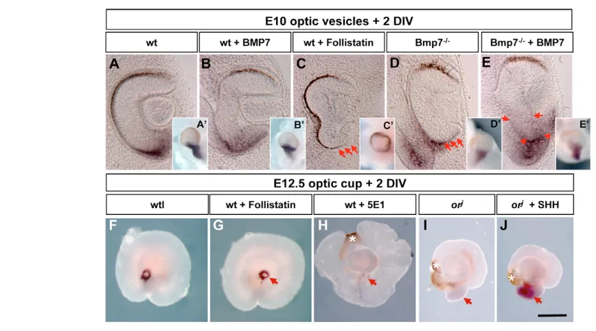 Fig. 8. BMP7 and SHH are sequentially required for Pax2(A-E) of same cultured cups. Addition of BMP7 does not signiﬁcantly modify the expression of Bmp7(arrow in G) from wild-type embryos
