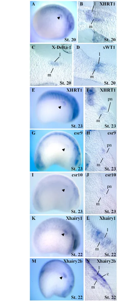 Fig. 1. Whole-mount in situ analysis of XHRT1mesodermal layers and in the ectoderm. e, ectoderm; pn, pronephros;l, lateral intermediate mesodermal layer; m, medial intermediateXHRT1(E,G,I,K,M) Whole embryos, lateral views, anterior right.(F,H,J,L,N) Transv